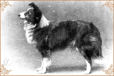 Kilravock Nettle Kilravock Nettle, Crufts Winners