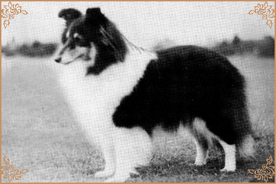 Kyleburn Good Time Girl Kyleburn Good Time Girl, Crufts Winners