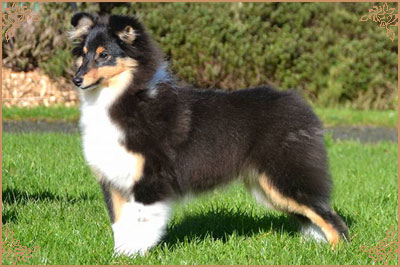 Lavika Black Beauty