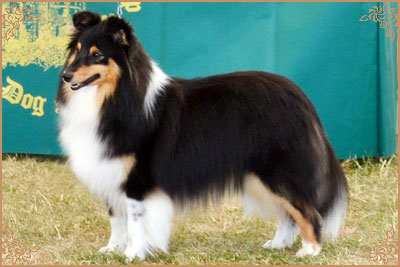 Lavika Black Beauty