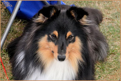 Lavika Black Beauty