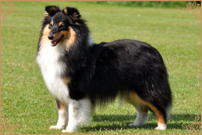 Lavika Black Beauty