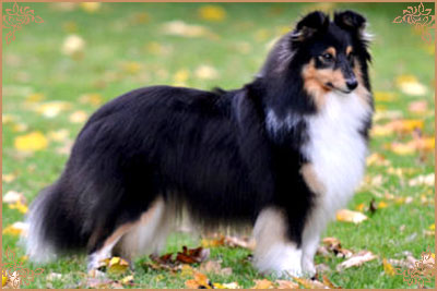 Lavika Black Beauty