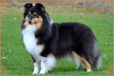 Lavika Black Beauty