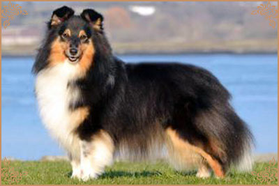 Lavika Black Beauty