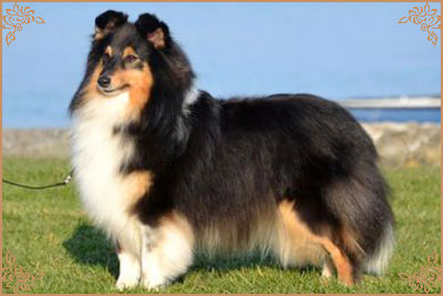 Lavika Black Beauty