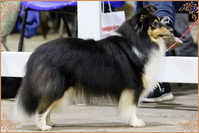 Lavika Black Beauty