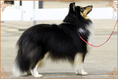 Lavika Black Beauty