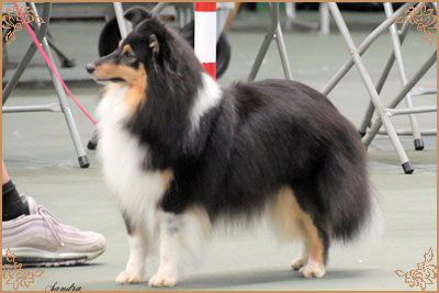 Lavika Black Beauty