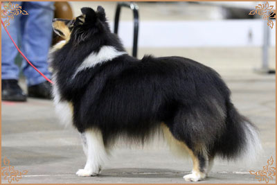 Lavika Black Beauty