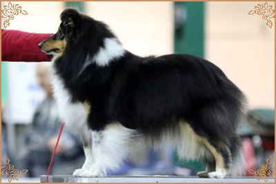 Lavika Black Beauty