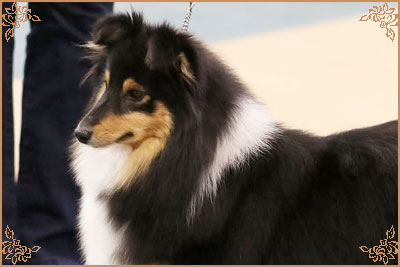 Lavika Black Beauty