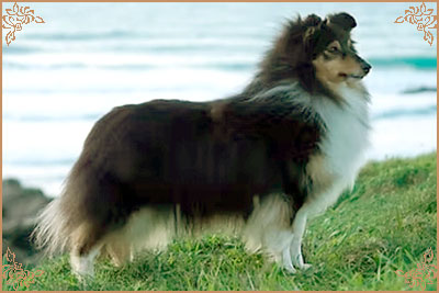 Lavika Black Beauty
