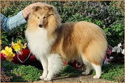 Lavika Lateca, Crufts Winners