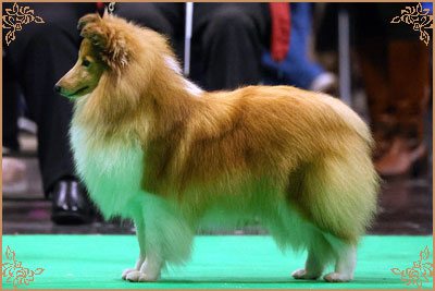 Lavika Lateca Lavika Lateca, Crufts Winners