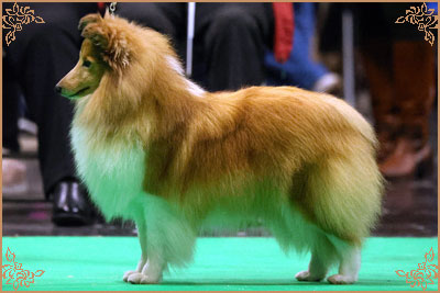 Lavika Lateca, Crufts Winners