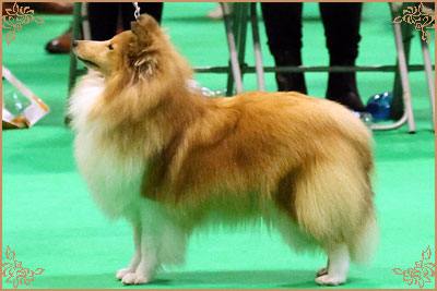 Lavika Lateca, Crufts Winners