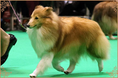 Lavika Lateca, Crufts Winners