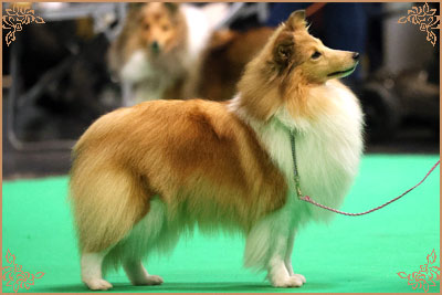 Lavika Lateca, Crufts Winners