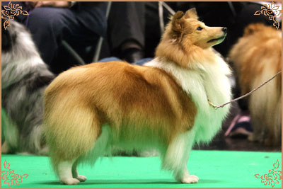 Lavika Lateca, Crufts Winners