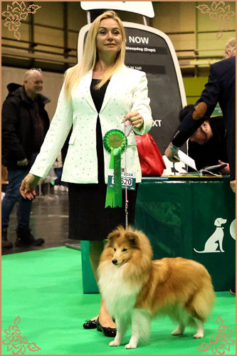 Lavika Lateca, Crufts Winners