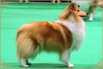 Lavika Lateca, Crufts Winners