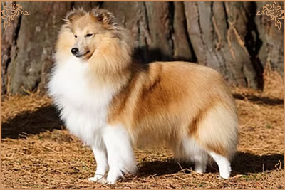 Lavika Lateca, Crufts Winners