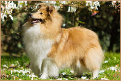 Lavika Lateca, Crufts Winners
