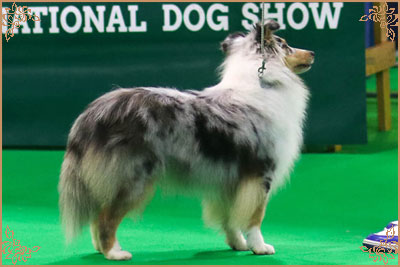 Lavika Lucid Dreams, Crufts Winners