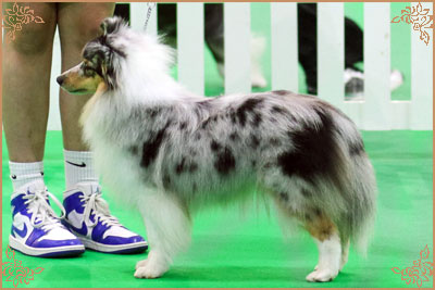 Lavika Lucid Dreams, Crufts Winners