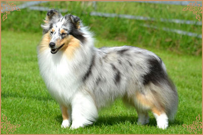 Lavika Lucid Dreams Lavika Lucid Dreams, Crufts Winners
