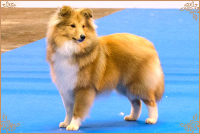 Lavika Luminary, Crufts Winners