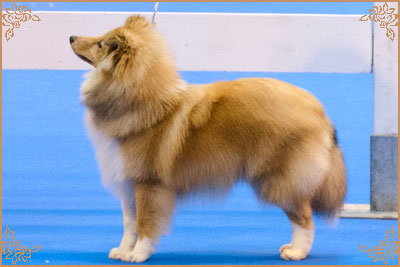 Lavika Luminary, Crufts Winners