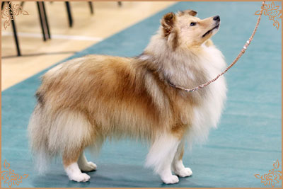 Lavika Luminary, Crufts Winners