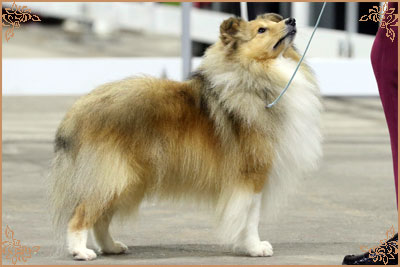 Lavika Luminary, Crufts Winners