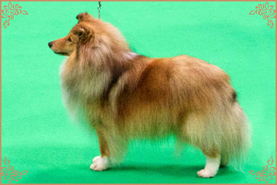 Lavika Luminary, Crufts Winners