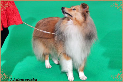 Lavika Luminary, Crufts Winners