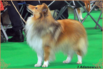 Lavika Luminary, Crufts Winners