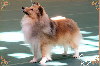 Lavika Luminary, Crufts Winners