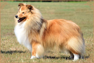Lavika Luminary Lavika Luminary, Crufts Winners