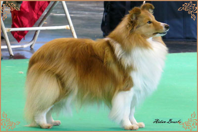 Lavika Summer Time, Crufts Winners