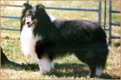 Longdells Petoski, Crufts Winners