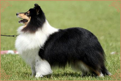 Longrange Cailin Dubh, Crufts Winners