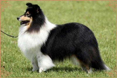 Longrange Cailin Dubh, Crufts Winners