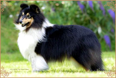 Longrange Cailin Dubh, Crufts Winners