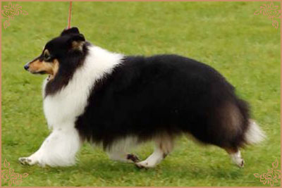 Longrange Cailin Dubh, Crufts Winners