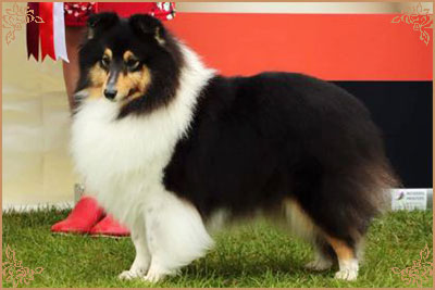 Longrange Cailin Dubh, Crufts Winners