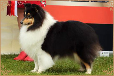 Longrange Cailin Dubh, Crufts Winners