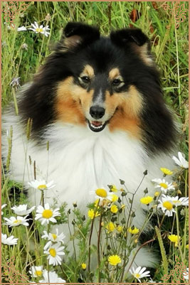 Longrange Cailin Dubh, Crufts Winners