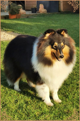 Longrange Cailin Dubh, Crufts Winners